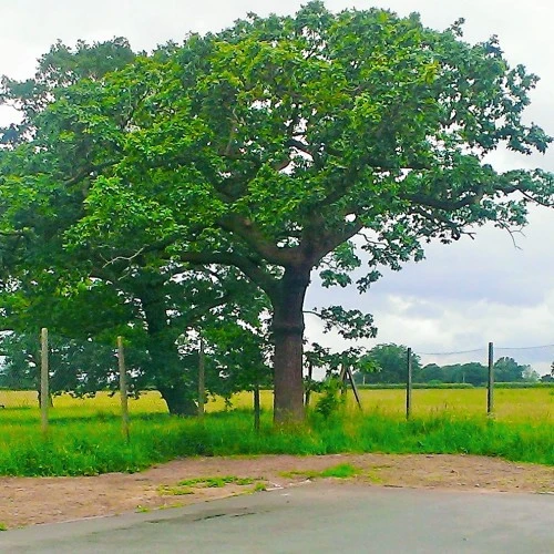 Worleston and District Village Hall photo 3