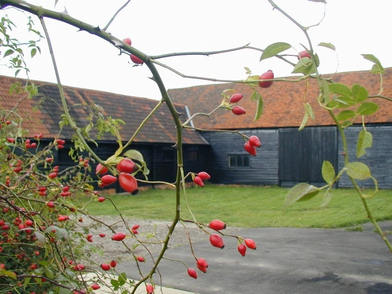 Thames Chase Barn photo 3